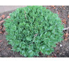Очиток видний, або седум чудовий (Sedum spectabile)